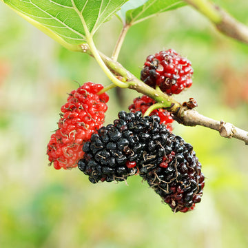 Image of a red mulberry fruit.